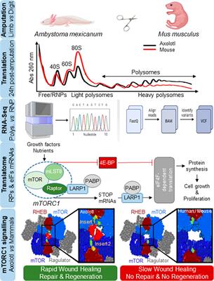 Lost in mTORC1-related translation limits healing, repair and regeneration in mammals
